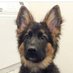 GSD Community (@gsd_community) Twitter profile photo GSD Community (@gsd_community) Twitter profile photo