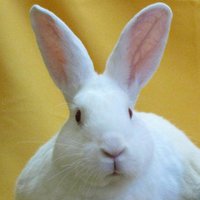 Karen Hamrick (@kshamrick) 's Twitter Profile