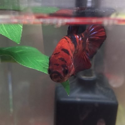 アクアboy 出目ピンポンパールの和風水槽のレイアウトを少し変えました 灯篭に苔生えてる 貝仕事して 笑 金魚達相変わらず元気です ピンポンパール 和風 レイアウト 鳥居 日本庭園 金魚 水槽 アクアboy 出目ピンポンパールの和風水槽のレイアウトを少し変えました 灯篭に苔生えてる 貝仕事して 笑 金魚達相変わらず元気です ピンポンパール 和風 レイアウト 鳥居 日本庭園 金魚 水槽