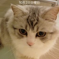masa (まさ@猫好き☆) (@tateyokogari) 's Twitter Profile