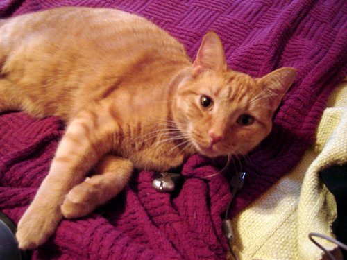 I'm a Democrat, feminist, knitter, reader, and avid TV fan. I have an awesome husband, a willful dog, and a vengeful cat.