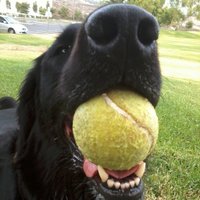 Juris Dog (@jurisdog) Twitter profile photo