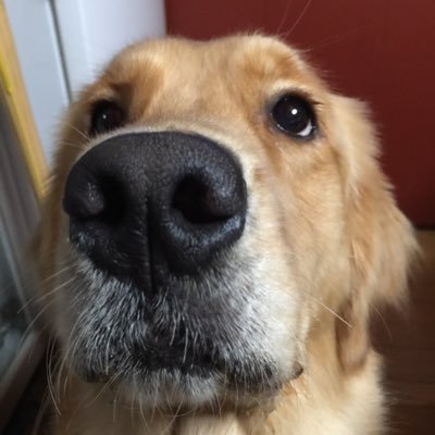 offcbeen's profile picture. 毎朝愛犬サラ（8歳）と5キロ歩くのが日課、日本株を始めて6年になりますが政治経済に敏感でないといけませんね、勤め人の時には気付いていても声を上げることは無かったけど、世の中の不条理にはしっかりと発言すべきですね。