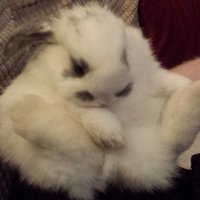 Mr Bigglesworth (@rabbitwithatash) 's Twitter Profile