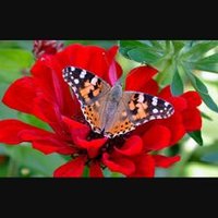 فراشة ملونة (@ahkoshry) 's Twitter Profile