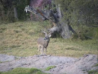 adrian7_canseco's profile picture. 