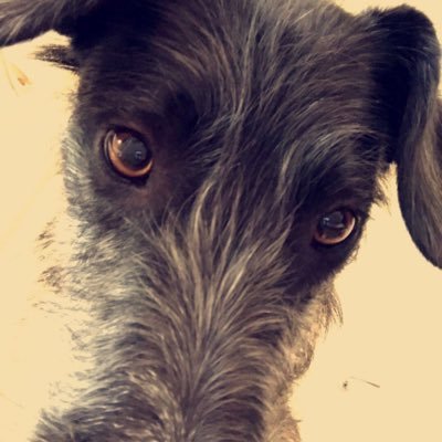 lurcherdoodle's profile picture. 