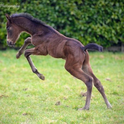 Thoroughbred Stud Farm in Co. Meath. Foaling, sales prep and consigning at all major European sales auctions