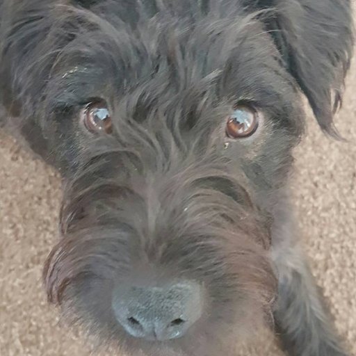 We are two Patterdale Terriers that are mad as a bucket of monkeys...read our story here :) https://t.co/57Y08XGzAN