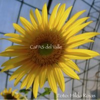 CaPAS del Valle(@CaPASDelValle) 's Twitter Profile Photo