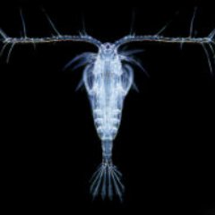 oceanw's profile picture. Science, biology, medicine, health,
music, opera и просто поржать :)