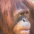 netbuoy's profile image