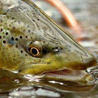 flyfishingondemand (@flyfishdemand) 's Twitter Profile