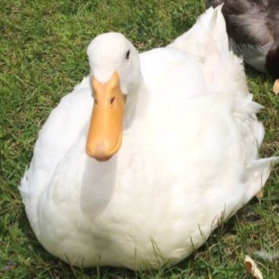 dolce2000's profile picture. ありふれた日常。