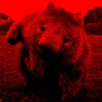 Wombat Punch(@wombat_punch) 's Twitter Profile Photo