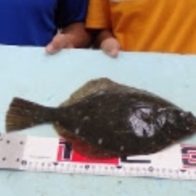 hamanakogo's profile picture. 釣り垢です！！釣りが好きな人はどんどんフォローお願いします！！ママチャリとか船でよく浜名湖に釣りに行きます！！高校生です！！