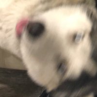 Anil Asakawa (@atasakawa) 's Twitter Profile Photo Anil Asakawa (@atasakawa) 's Twitter Profile Photo