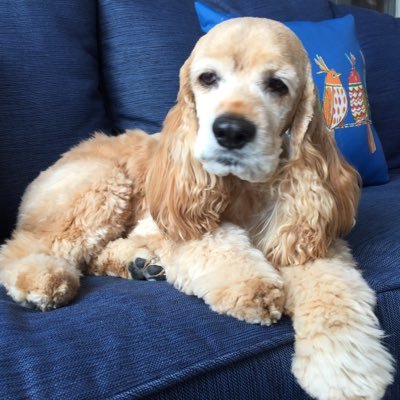 laurel_911's profile picture. Photography, Conservative Politics, Family, News, Life, Music