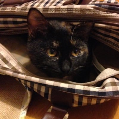 犬猫問題からヴィーガンへ。 真実を知らせてくれたTwitterに感謝しています。