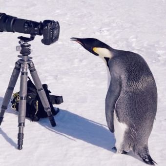 notababy_WTP's profile picture. 수컷/아저씨/혀가좀 짤바