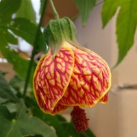 Paddock Plants (@paddockplants) 's Twitter Profile