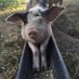 Pig People (@pigpeopleuk) Twitter profile photo Pig People (@pigpeopleuk) Twitter profile photo