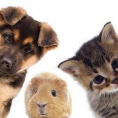 On-demand help for your pet's every need

https://t.co/12f2c3FSZ5