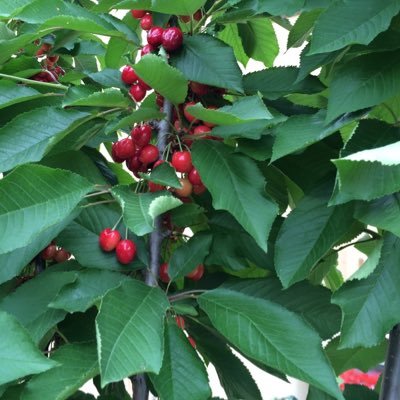 valentin_mares's profile picture. 