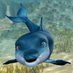 Daniel Dolphin 🐬 (@danieldolphinog) Twitter profile photo Daniel Dolphin 🐬 (@danieldolphinog) Twitter profile photo