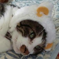 ゲン (@motoki08) 's Twitter Profile