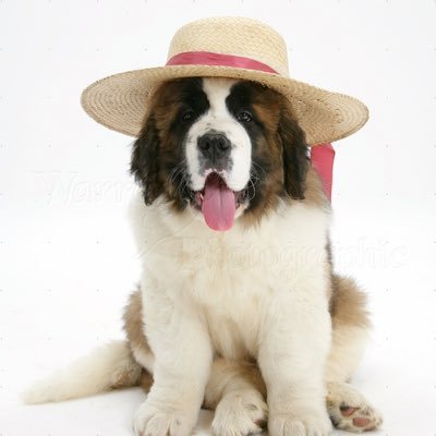 RhondaLacey4's profile picture. I finally figured this out. Hey guys look I'm on the Twitter!