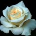 James Waterhouse Holmes (@jamesholmes007) Twitter profile photo