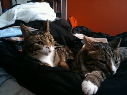 My cats are crazy and people should get to laugh at them too!
