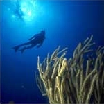 Diveleader brings you the latest news on scuba diving,coral,sharks,oceans and scuba gear.