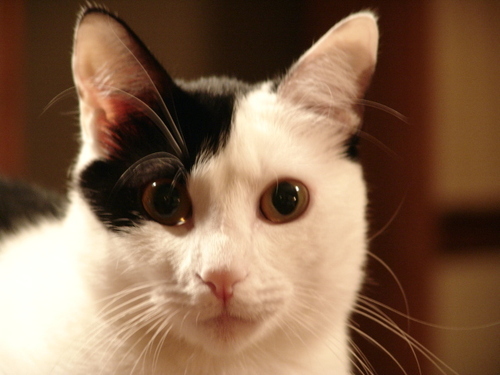 Freynas's profile picture. 