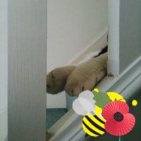 Collette Coote (@elbeakster) 's Twitter Profile Photo Collette Coote (@elbeakster) 's Twitter Profile Photo