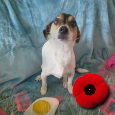 I am a married mum of 2,I love animals, LFC, Shane Filan,Westlife & reality tv. I have puppy walked 5 pups for Guide Dogs & am currently taking a break from it.