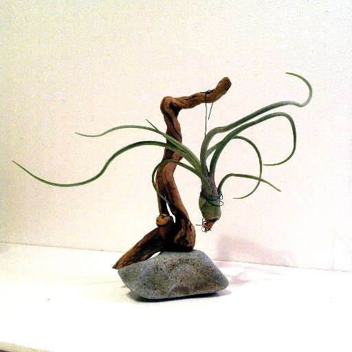 SalishStudio's profile picture. "The voice of the sea speaks to the soul. The touch of the sea is sensuous, enfolding the body in its soft, close embrace." -Kate Chopin 🌿 🌊 🐚 #etsyseller