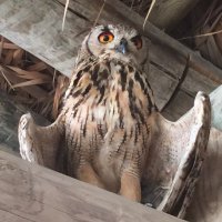 Laura Owl (@buhomultiple) 's Twitter Profile Photo