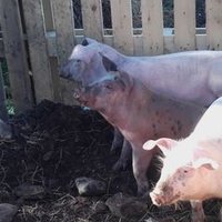 WesternShore Organic (@westernshoreorg) 's Twitter Profile