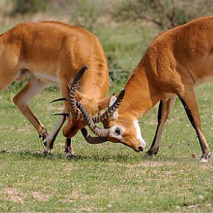 We're a Ugandan DMC providing both inbound/outbound travel & hospitality services. Slogan ( unforgettable travel experience) cs@visituganda.travel |256755200004