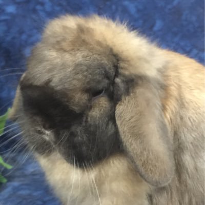 Raising quality Holland Lops and Netherland Dwarf rabbits in North Texas