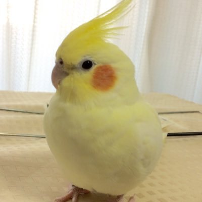 りーちゃん オカメインコ パッケージのオカメインコ は出ませんでしたが セキセイインコ 文鳥 フクロウの鳥柄出ました ハリネズミも可愛いし人気だけどオカメインコをパッケージに大きく印刷したら売上増えると勝手に思ってます 笑 白文鳥の方が商品