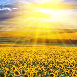 zhao_kayla's profile picture. hello, i am Kayla, nice to meet you.