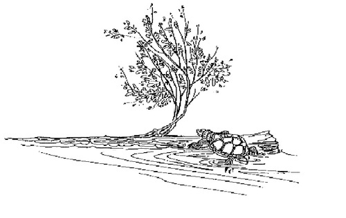 thestoneturtle's profile picture. 