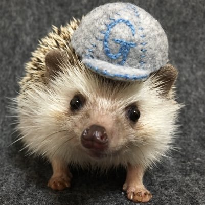 はりねずみのがんも Ganmohedgehog Twitter