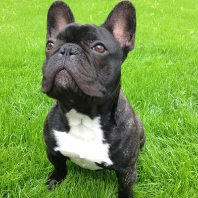 French Bulldog. Got my own youtube channel