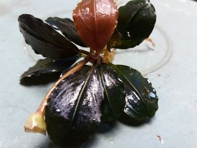 Squizy_Adzrie's profile picture. Orang Tua adalah motivasi terbesar dalam hidup ku