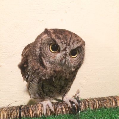 misuzuAr's profile picture. 