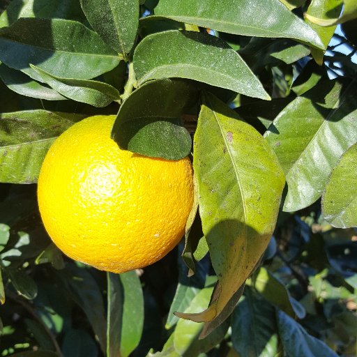 Narandalucia's profile picture. Agricultura